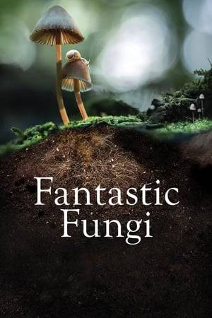 ดูหนังออนไลน์ Fantastic Fungi (2019) เห็ดมหัศจรรย์
